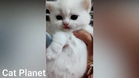 Best Funny Cats🐱🐱 Try not to Laugh Challenge 2020 😂😂😂