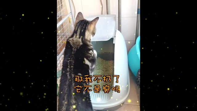 Funny Cat's birthday