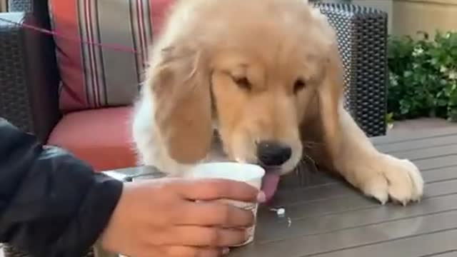 Baby dogs, Cute and funny dog videos | 30 minutes of funny puppy videos 2022