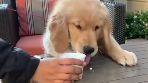 Baby dogs, Cute and funny dog videos | 30 minutes of funny puppy videos 2022