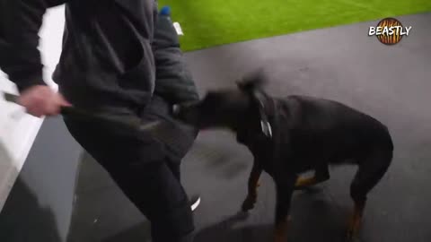 Intrusders Beware! the world's toughest guard Dogs | big dogz