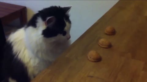 Clever Cats Solve Problems ❃ ❃