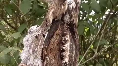 Funny videos so cute