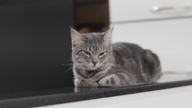 Cute cat on the table