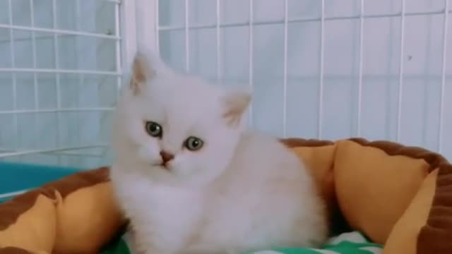 White cat