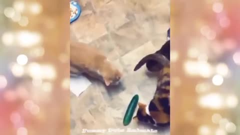 Best Funny Animals Videos | Funny Animal Compilation #funnypetsanimals #funnycat #funnydog