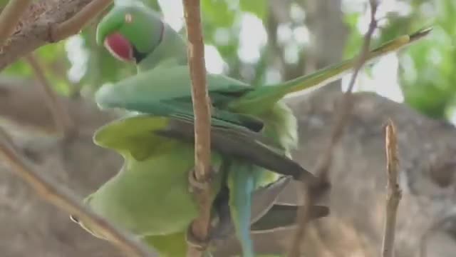 The_Pairing_Parrots_-_Parrots_are_Mate_in_the_Natural_Habitats