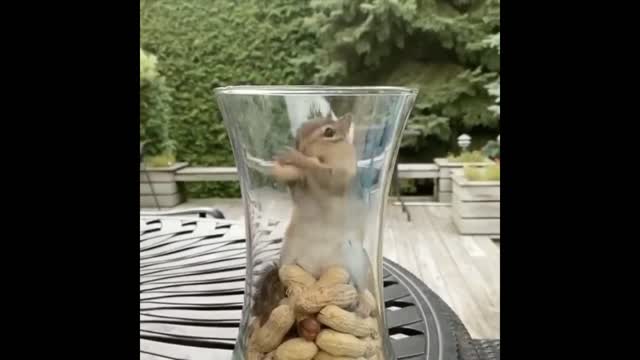 How beautifully Squirrels eat Nuts