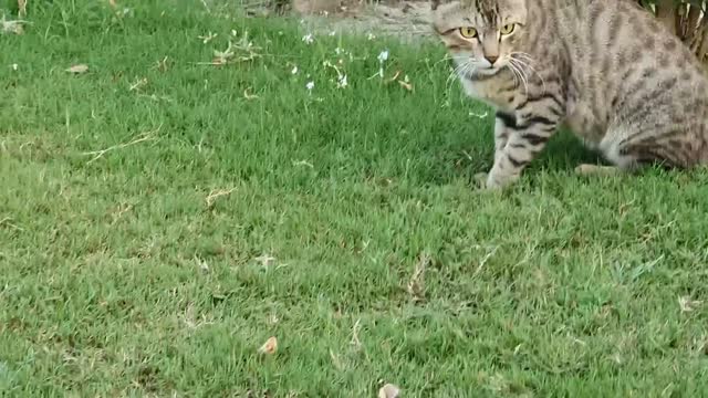 Cute cats Meowing