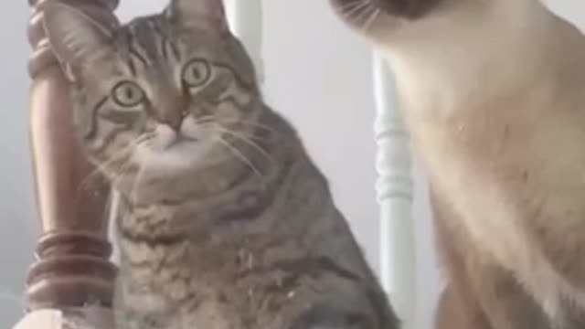 The Funniest Animal Videos You Havenโt Seen In Life | Try Not To Laugh ๐๐
