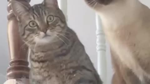 The Funniest Animal Videos You Haven’t Seen In Life | Try Not To Laugh 😂😂