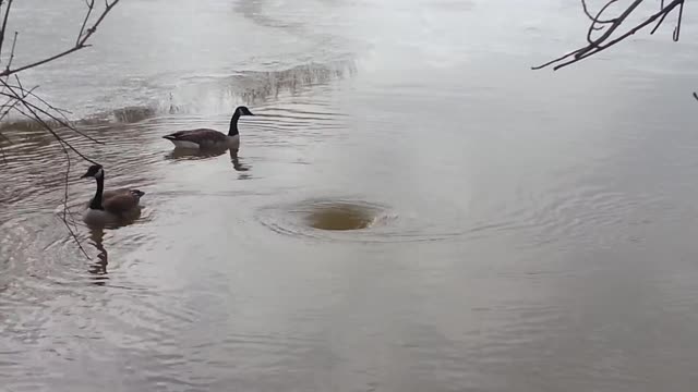 Mr and Mrs Goosey vs Whirlpool