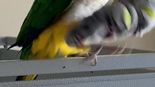 Caique parrot shakes his toy