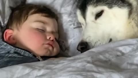 Husky And Baby Preciously Cuddle Together 😍