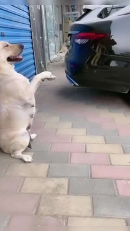 Dogs sensibility #shorts