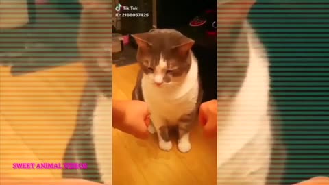 cutest animal reaction/cute cat and dog video/ it will make you laugh all day/ videos of 2022🐕#37