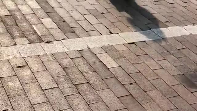 Great Dane enthusiastically opens package of dog toys
