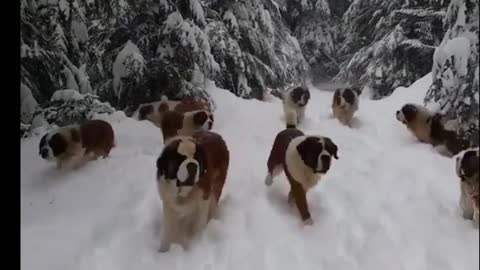 Snowing saint bernard