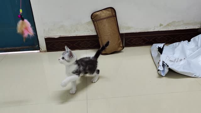 my little cat take exercise day3 | muchi cat vlog