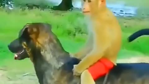 Funny animals video 😅