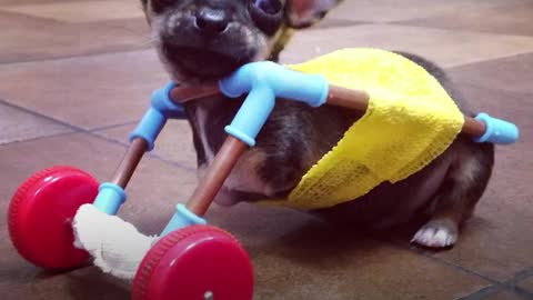 Tiniest Puppy Loves To Race Around On His Wheels | The Dodo Little But Fierce