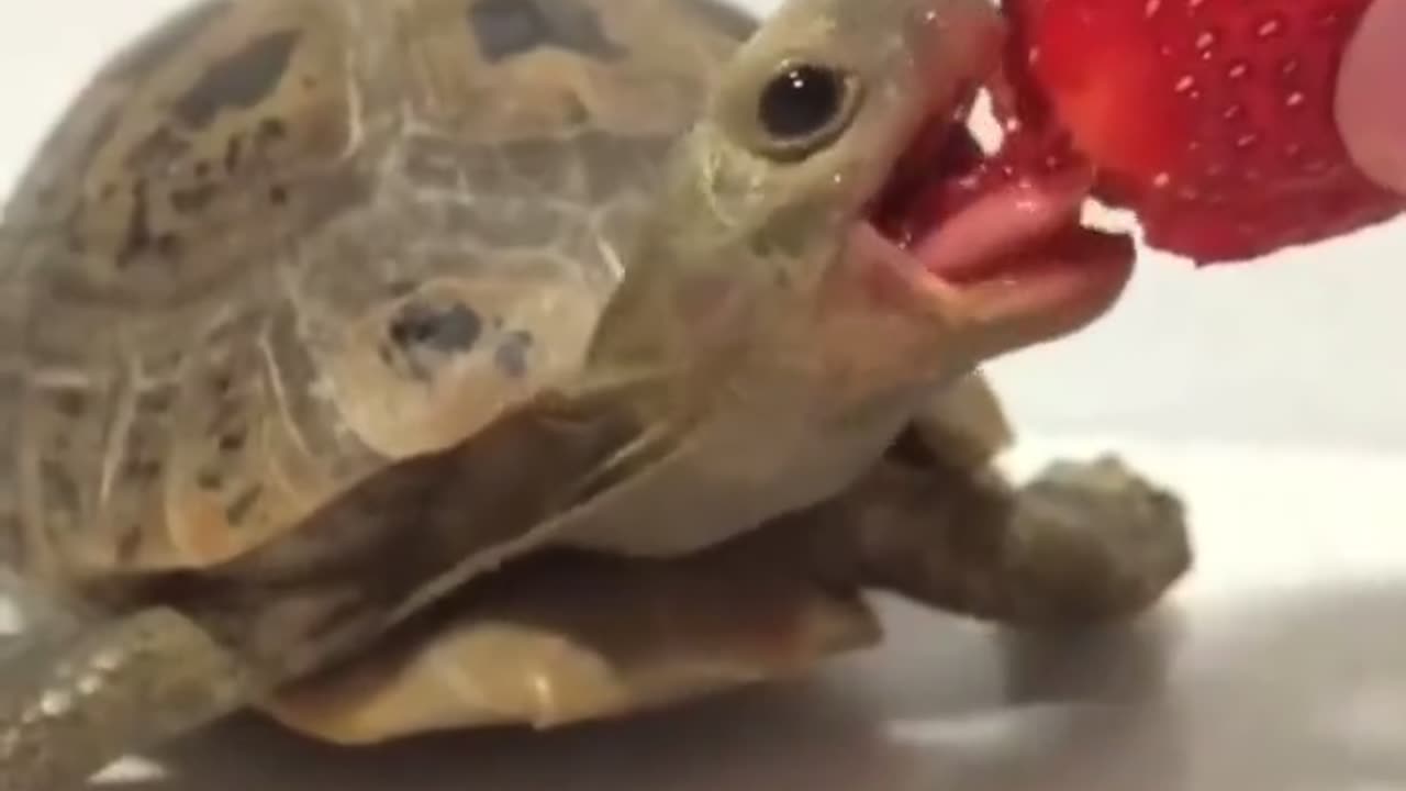 Turtle Eating a Strawberry Treat