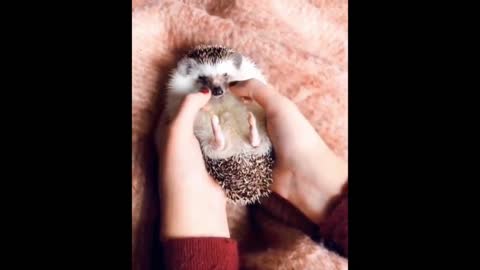 Animals SOO Cute! Cute baby animals Videos Compilation cutest moment of the animals #9