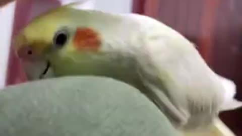 Cockatiel - Cute aggression ❤️