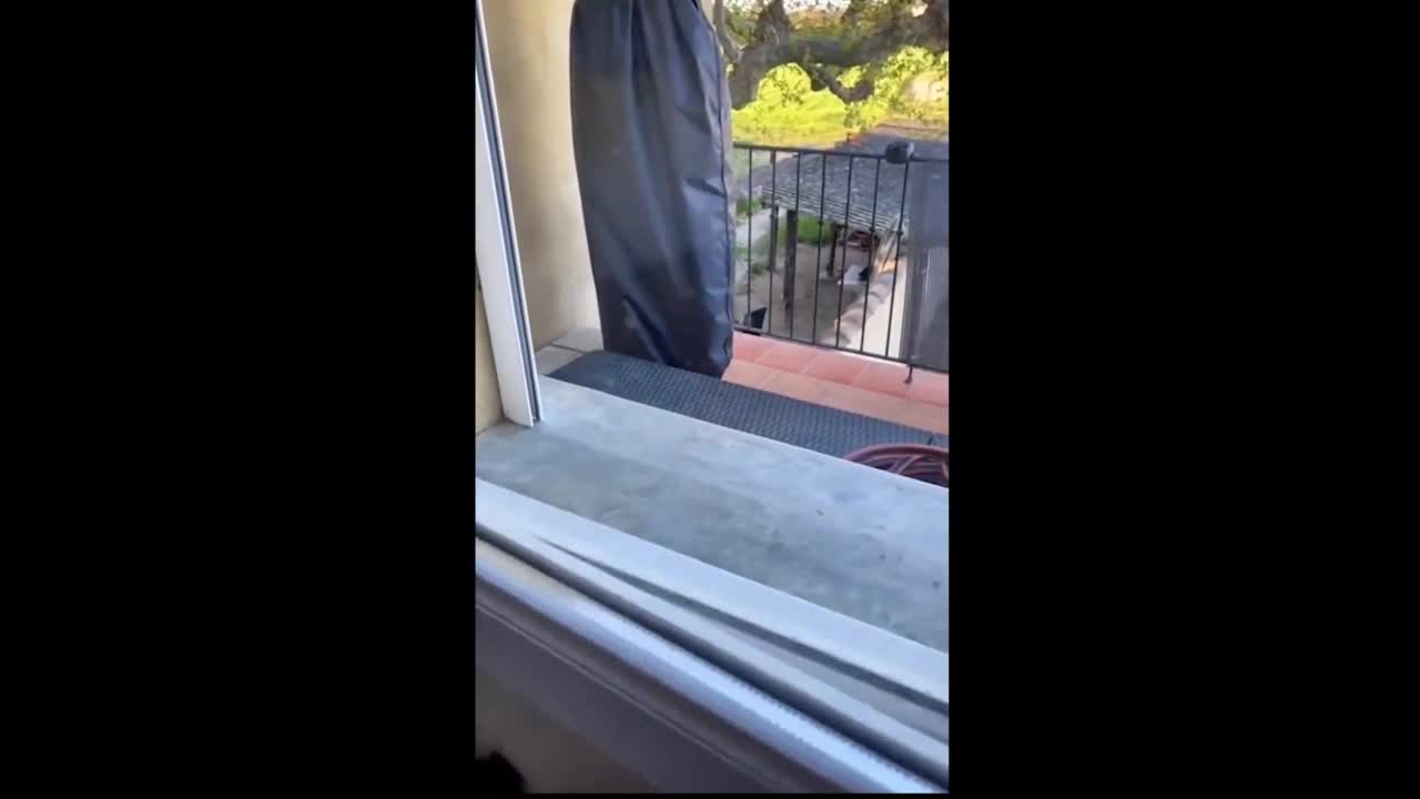A cat hiding outside the window