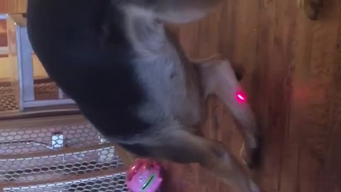 Baby laughs at german sheperd chasing laser