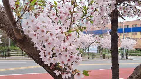 a cherry blossom tree swaying in the wind