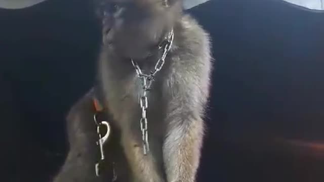 my monkey refuses to eat the hazelnuts 😂