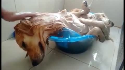Golden Retriever Naps in Bath