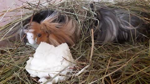 the Guinea pig eats the cabbage