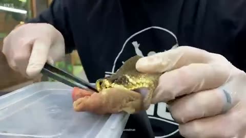 How To Survive Snake Island?