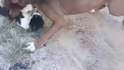 Pitbull killing cat ☠