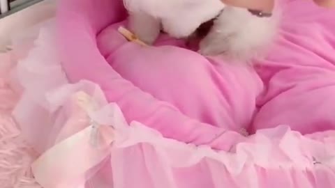 Cute baby short video