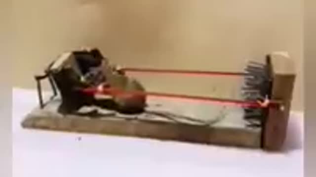 Mouse fell into the trap