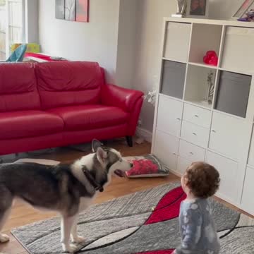 compilation | baby animals 79 | cute animals 79 | kids #shorts