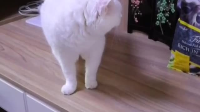 The kitten is very cute