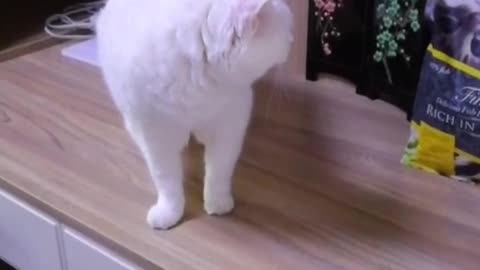 The kitten is very cute
