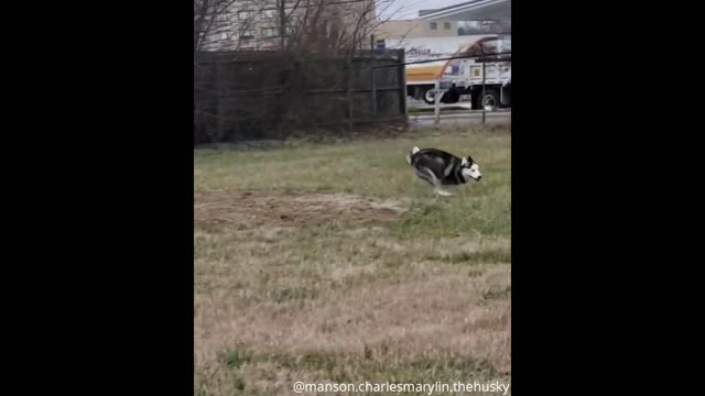 Husky howling funny video