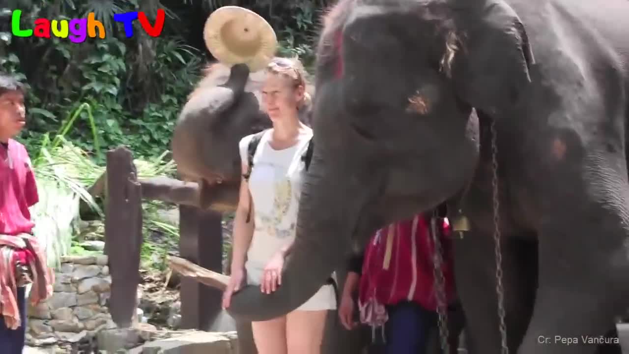 CUte Elephant - Funny Elephants Trolling Human Compilation