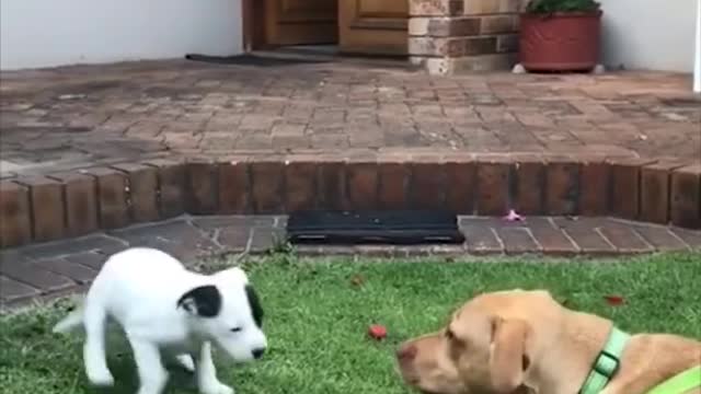 Super funny dog videos