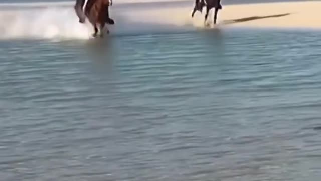 Nice horse running around