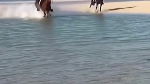 Nice horse running around