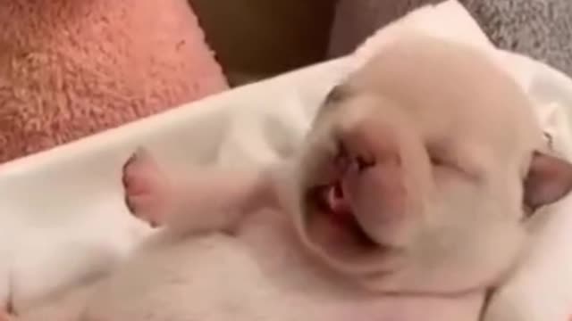 CUTE AND FUNNY PUPPIES translate