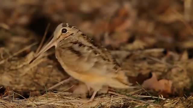 A funny bird