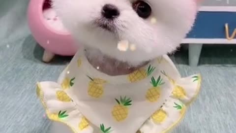 Baby Dogs Funny & Cute