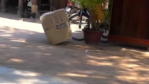 Dog Funny & fake Lion and Fake Tiger Prank To dog ,Huge Box Prank to dog |